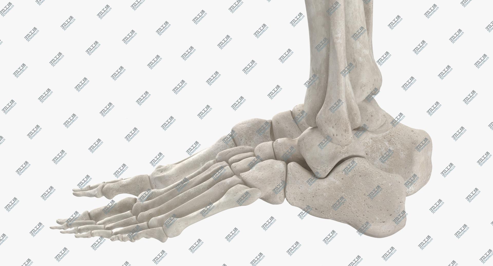 images/goods_img/202104021/3D Real Human Rib Cage Spine Female Pelvis and Leg Bones Anatomy With Intervertibral Disks White 01/5.jpg